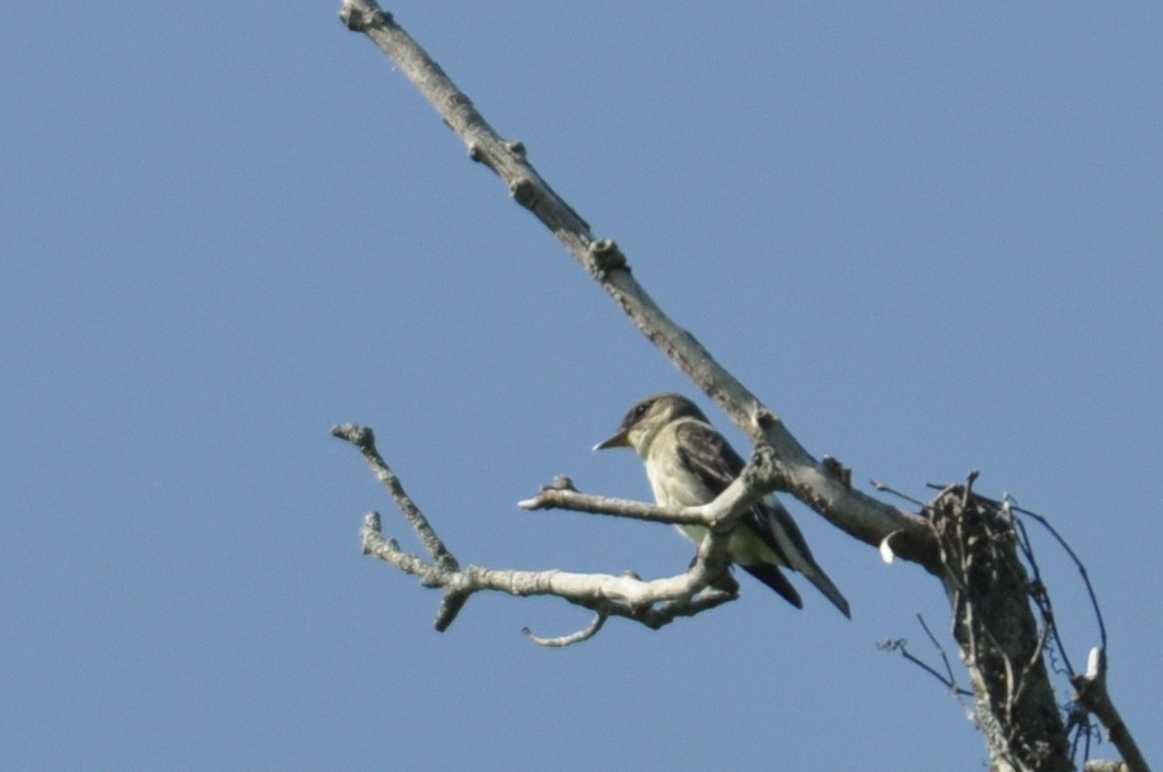 Olive-sided Flycatcher - ML237794071