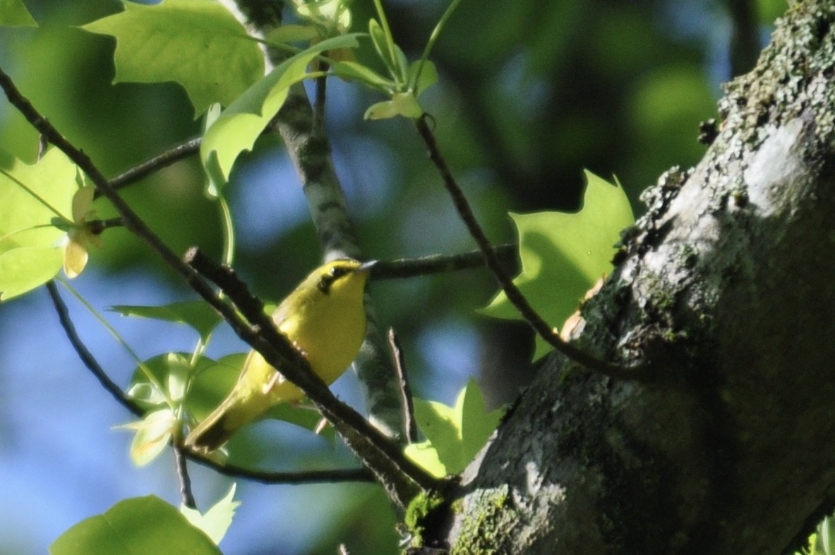 Kentucky Warbler - James Fox