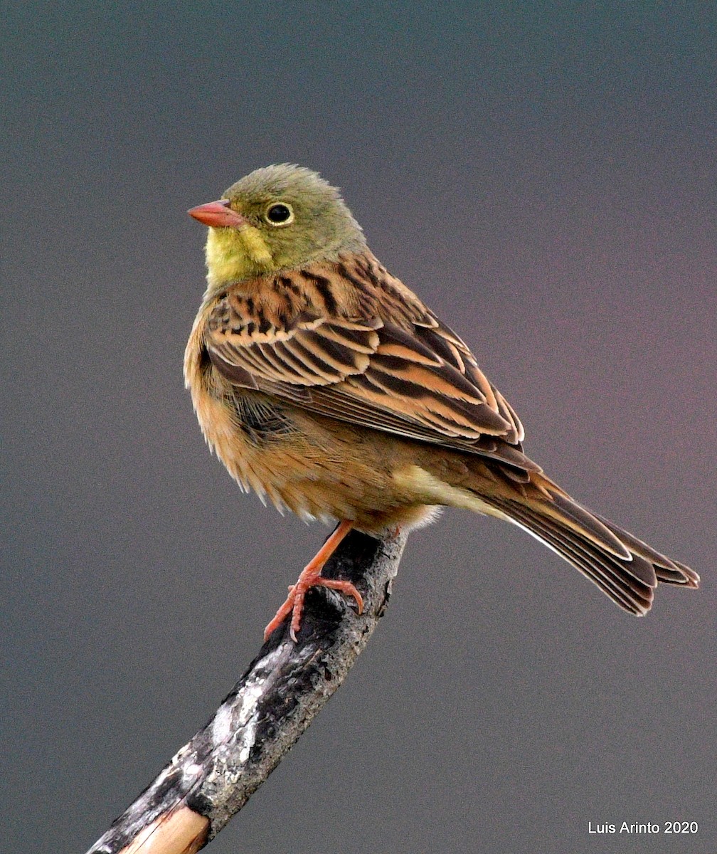 Ortolan Bunting - ML237794511