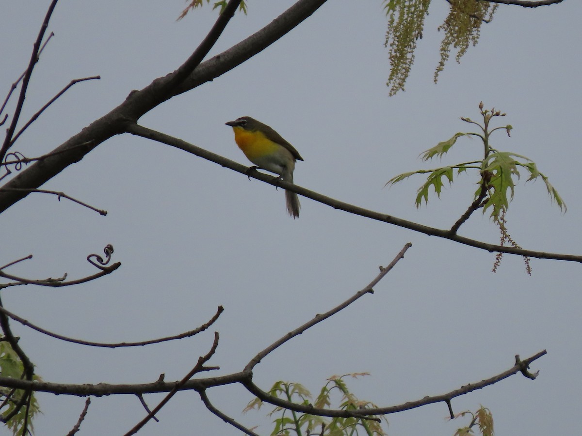 Yellow-breasted Chat - ML237794881