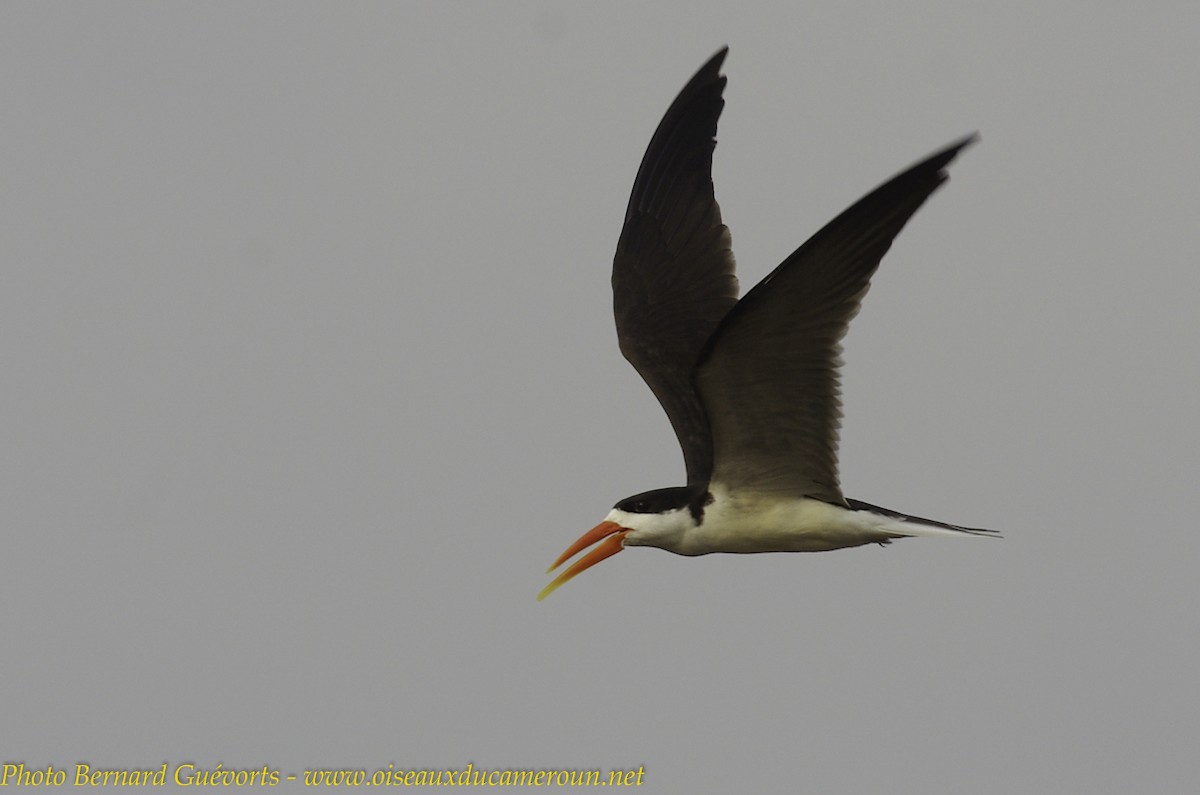 African Skimmer - Bernard Guevorts