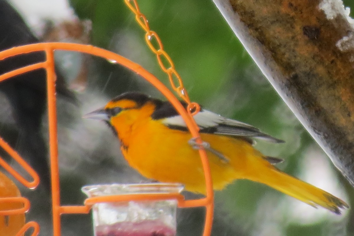 Bullock's Oriole - ML237794971