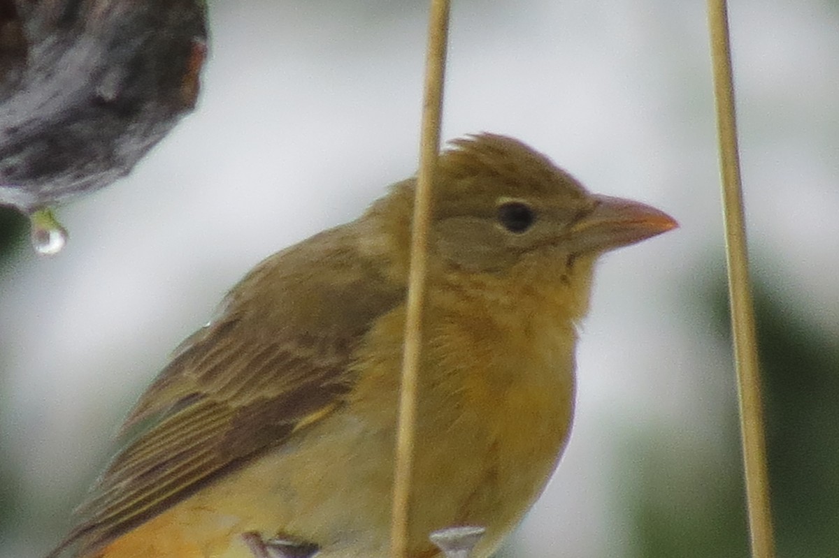 Summer Tanager - Denise Hughes