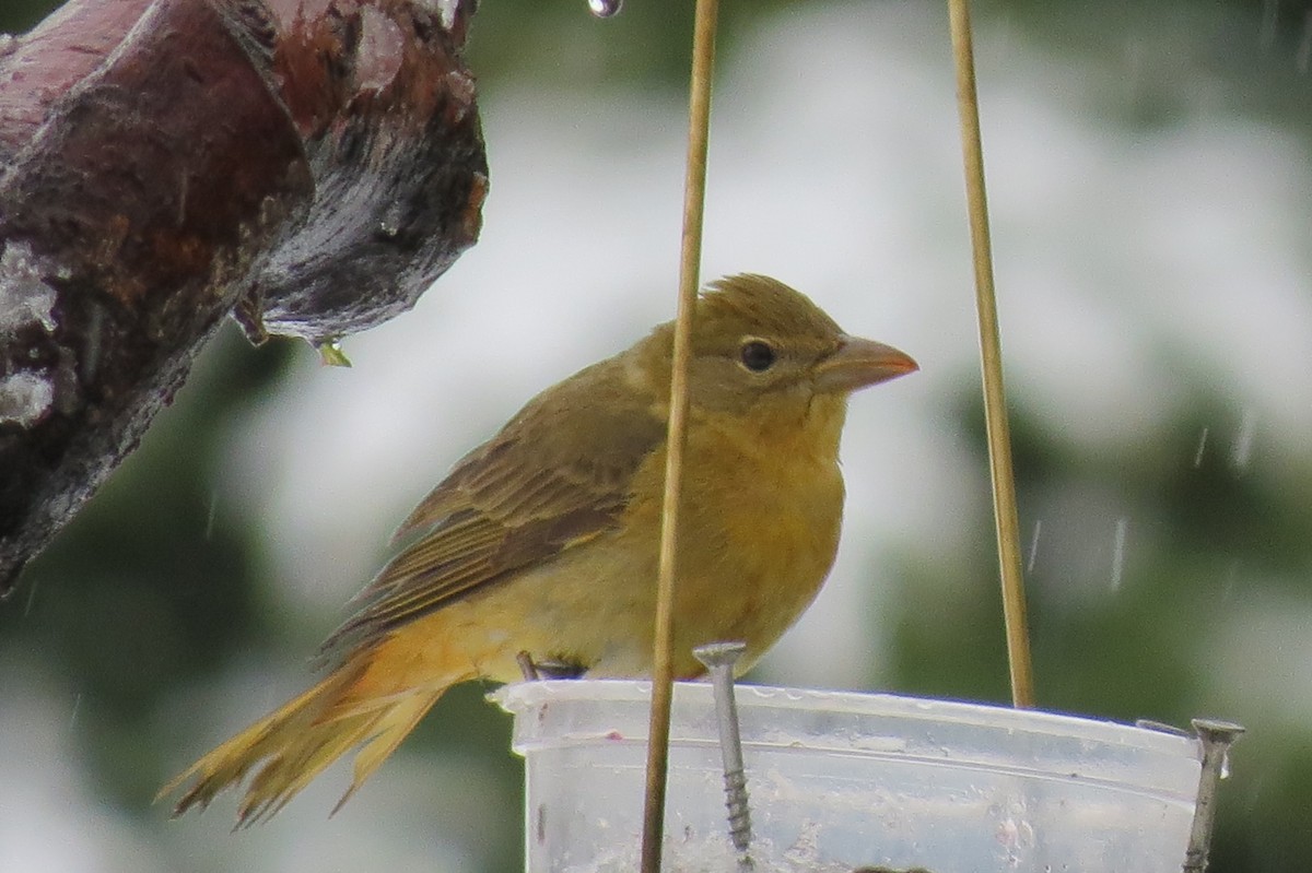 Summer Tanager - ML237795121