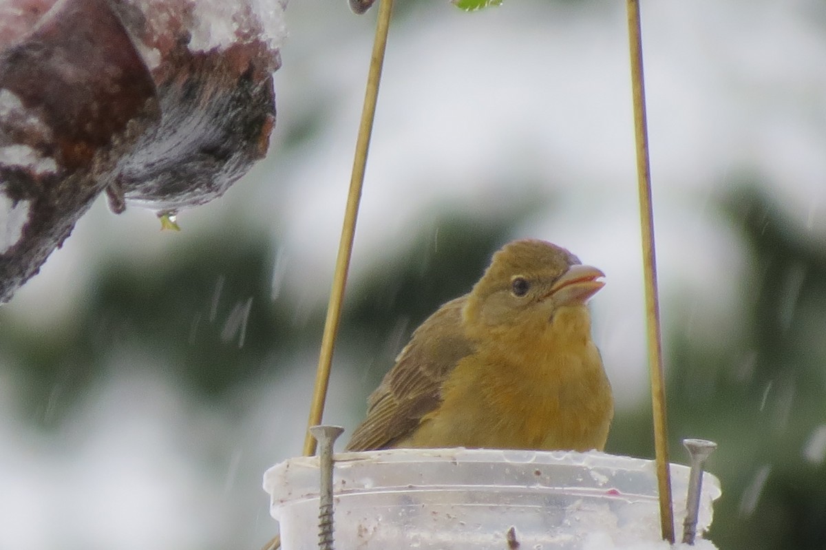 Summer Tanager - Denise Hughes