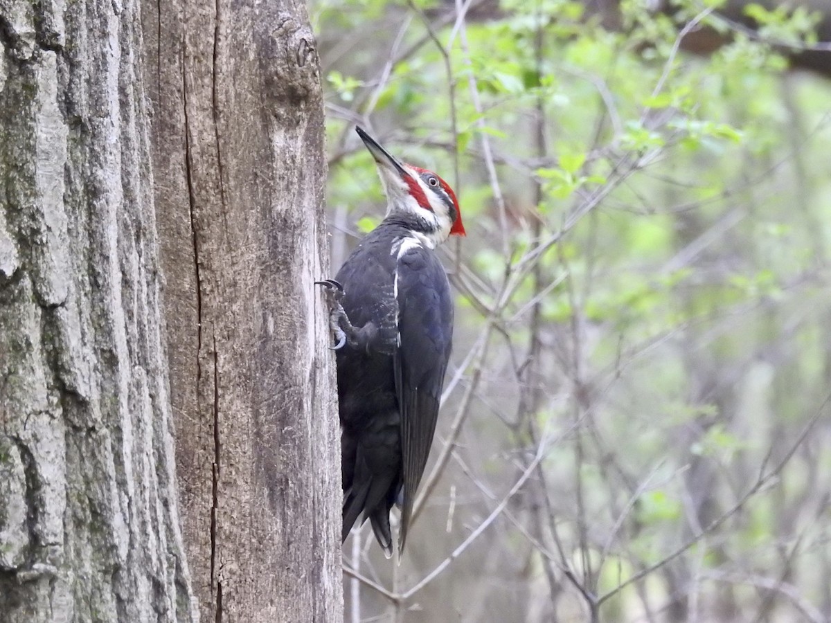 Pileated Woodpecker - Jack Coulter