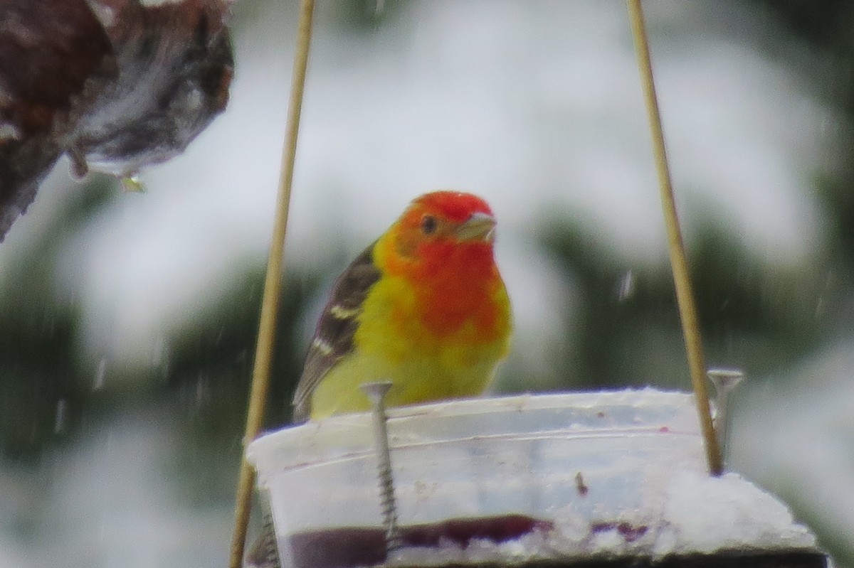 Western Tanager - Denise Hughes