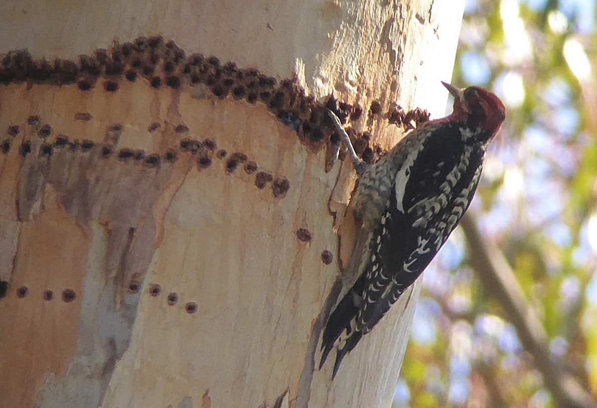 Red-naped x Red-breasted Sapsucker (hybrid) - Mark Holmgren