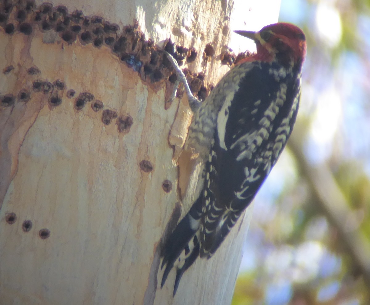 Red-naped x Red-breasted Sapsucker (hybrid) - Mark Holmgren
