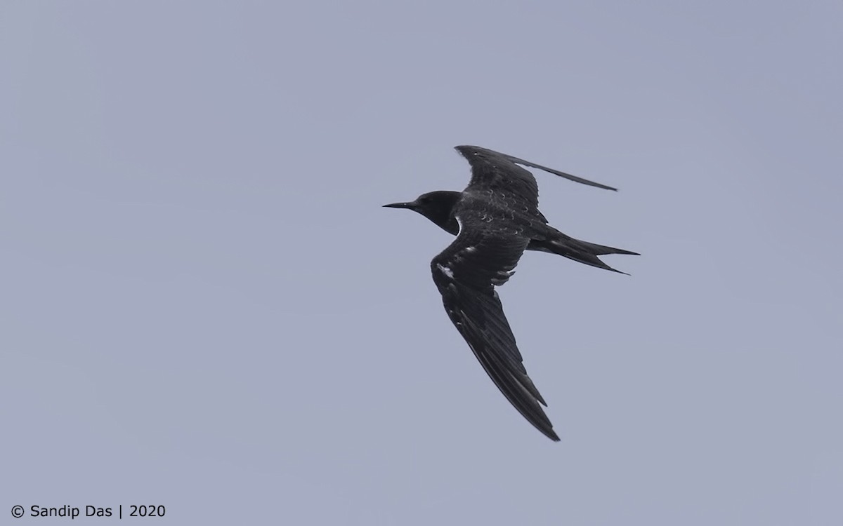 Sooty Tern - Sandip Das