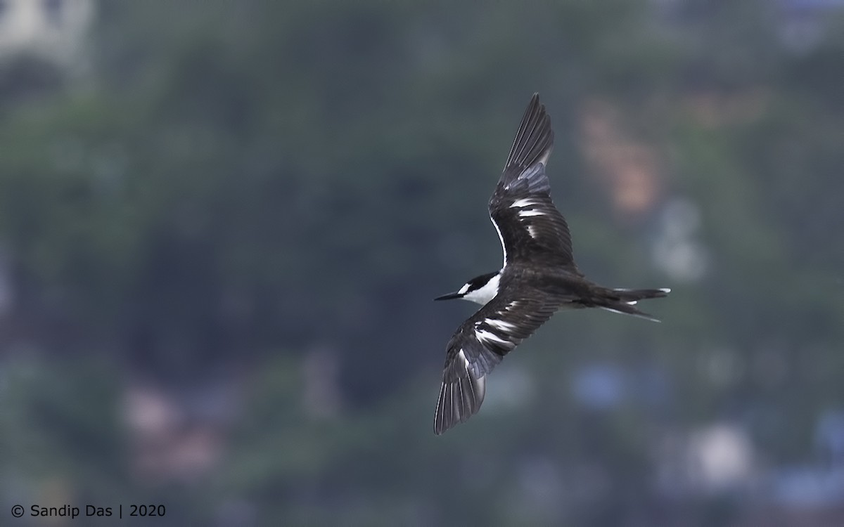 Sooty Tern - ML237799541