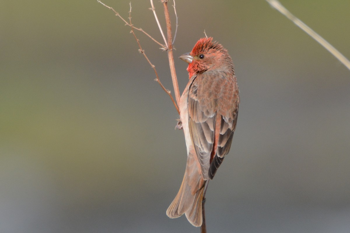 Common Rosefinch - ML237799921