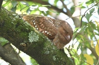 Oilbird - ML237800461