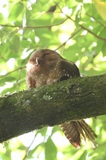 Oilbird - Juan Ochoa