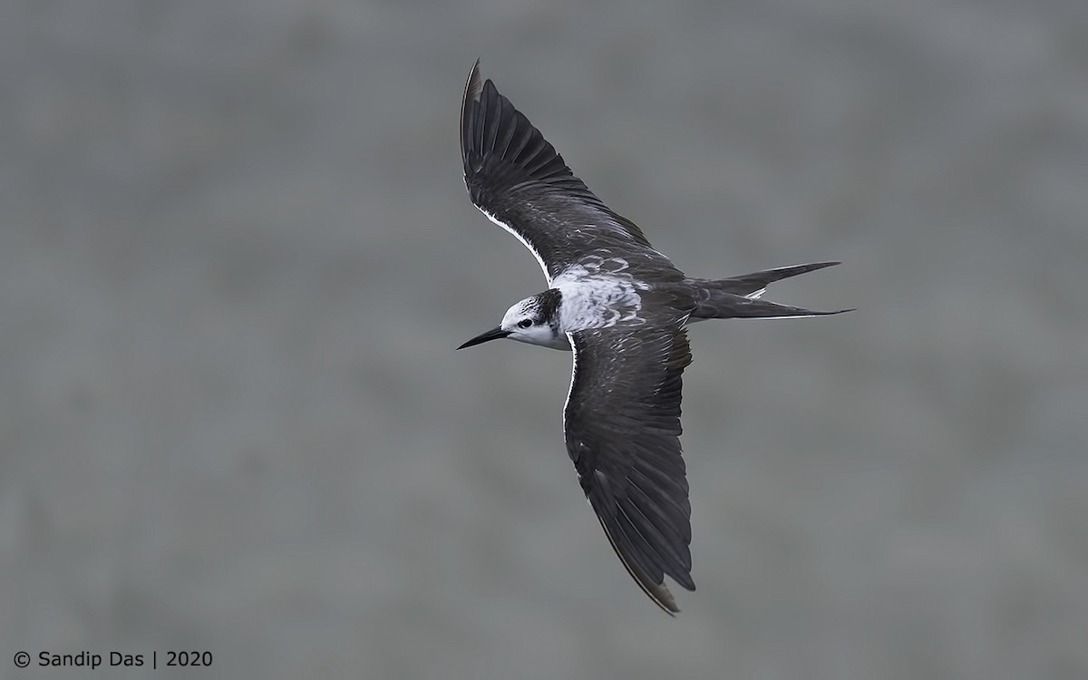 Bridled Tern - Sandip Das