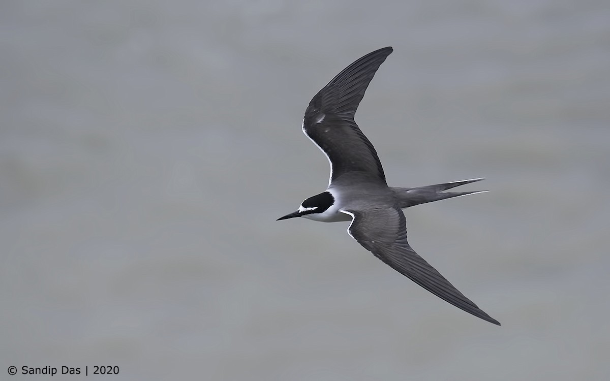 Bridled Tern - Sandip Das