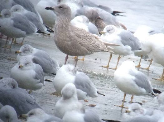 Iceland Gull - Micky Louis