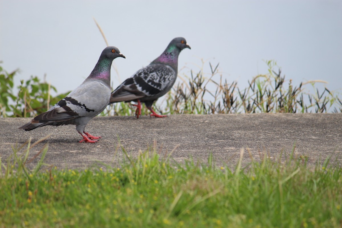 Rock Pigeon (Feral Pigeon) - ML237801541