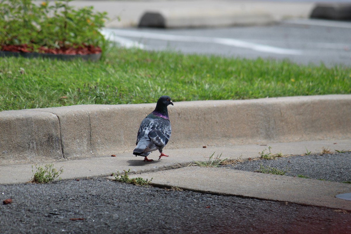 Rock Pigeon (Feral Pigeon) - George Dokes