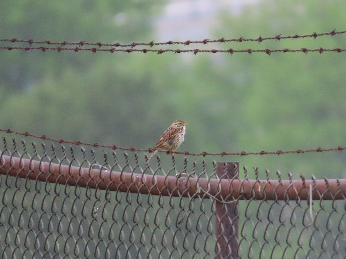 Savannah Sparrow - ML237802391