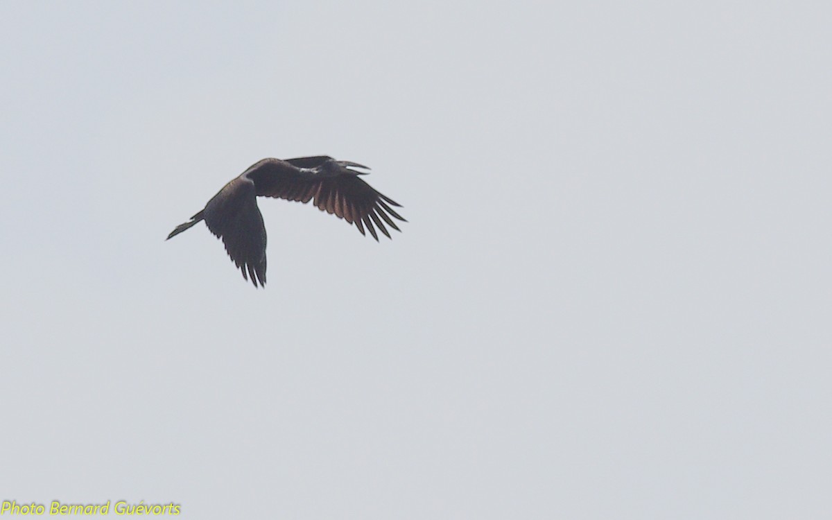 African Openbill - ML237804441