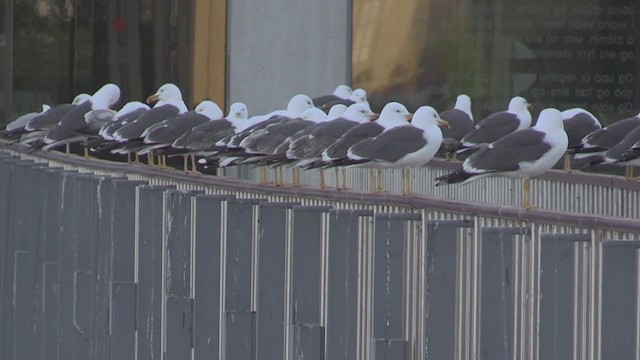 Lesser Black-backed Gull (graellsii) - ML237804511