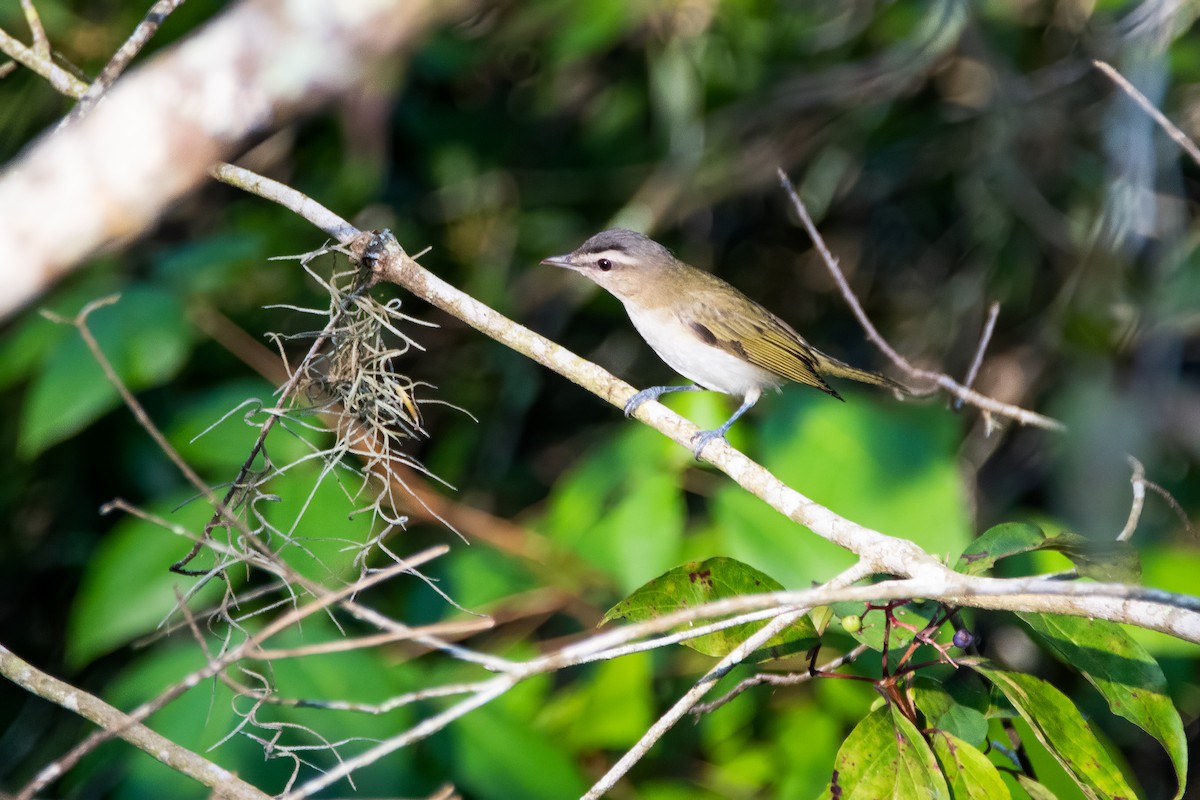 Red-eyed Vireo - ML237806461