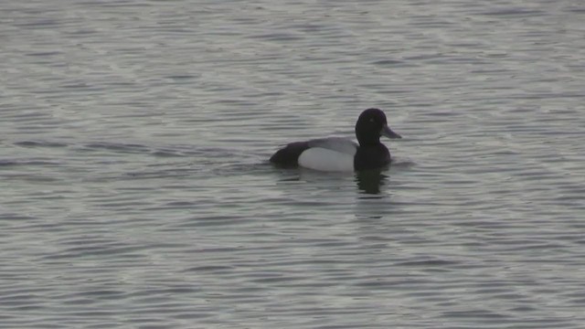 Greater Scaup - ML237807541