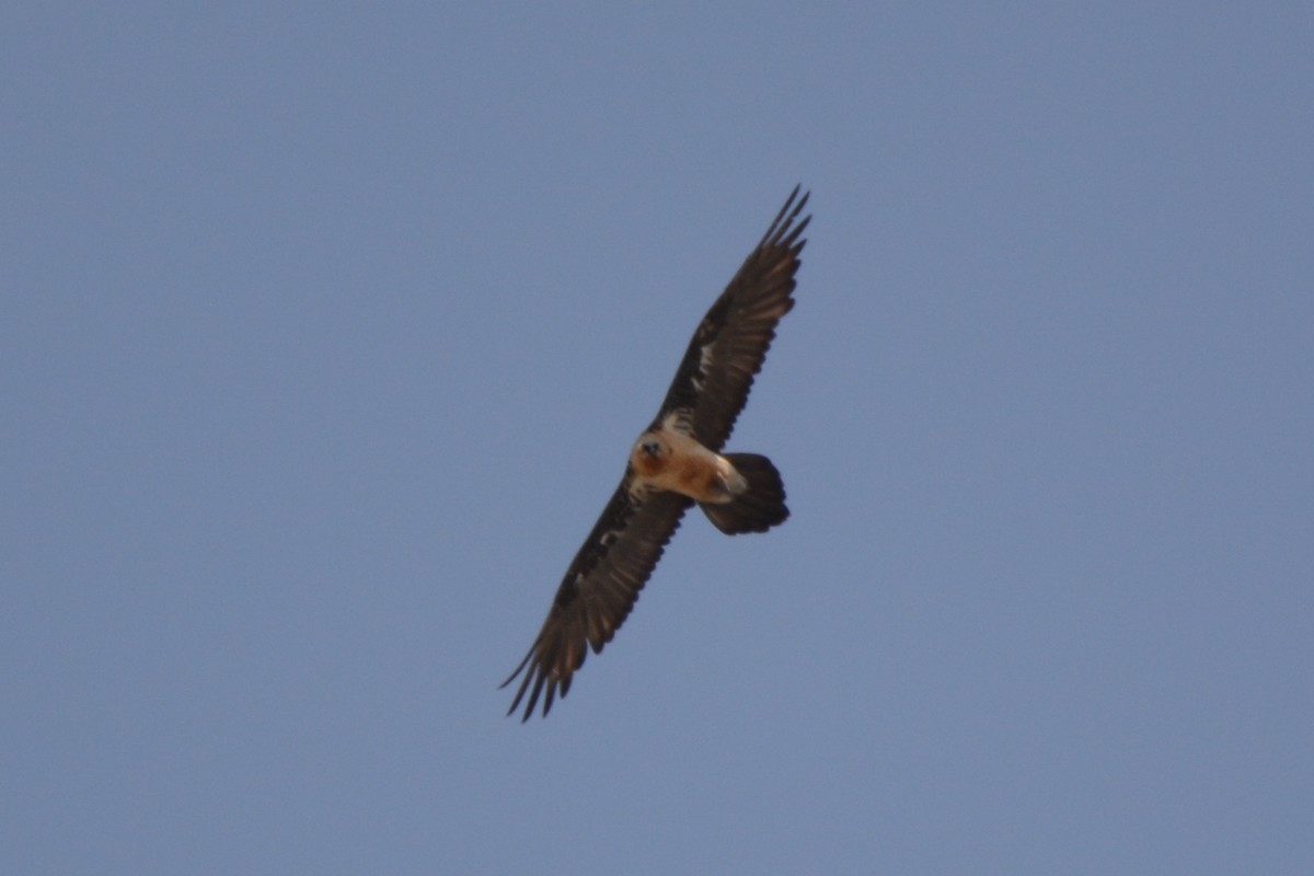 Bearded Vulture - ML237807591