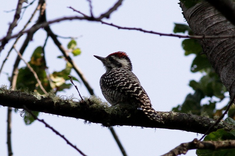 Striped Woodpecker - Dermot Breen