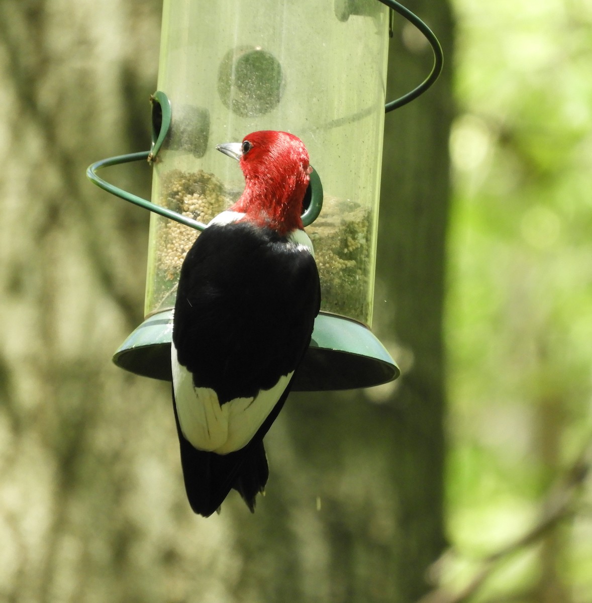 Red-headed Woodpecker - David Bradshaw