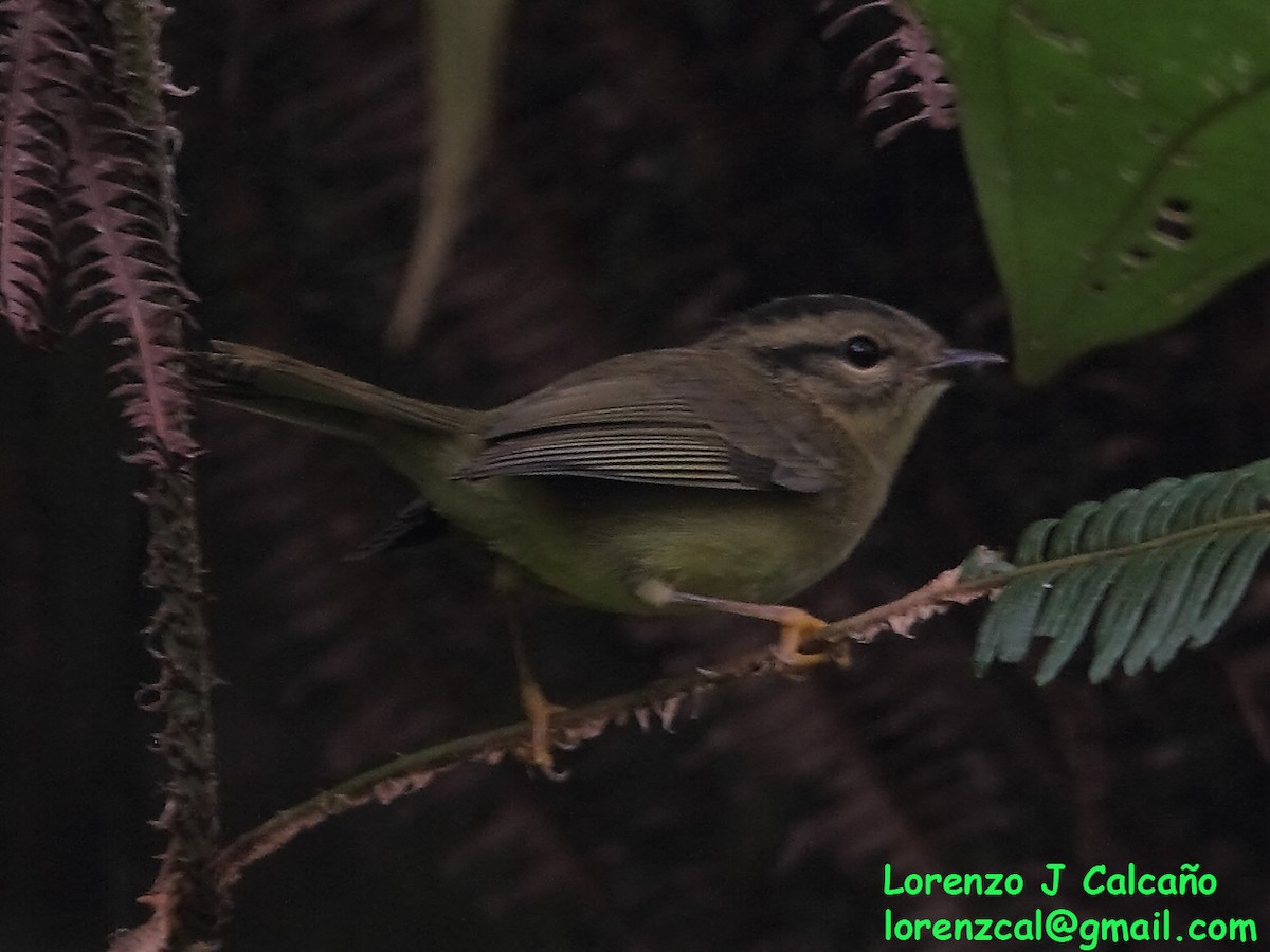 Three-striped Warbler - Lorenzo Calcaño