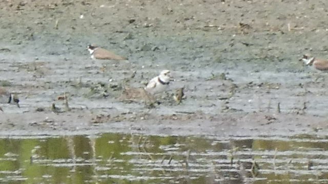 Piping Plover - ML237809371