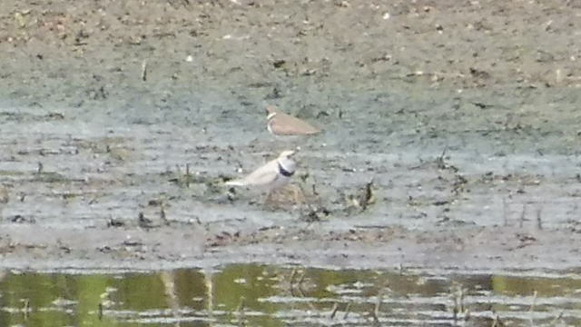 Piping Plover - ML237809461