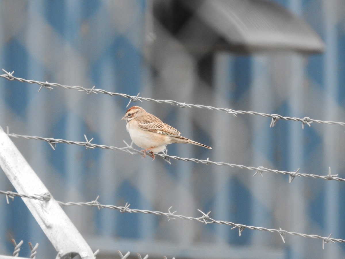 Lark Sparrow - ML237812011