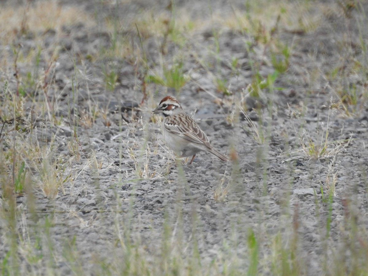 Lark Sparrow - ML237812021