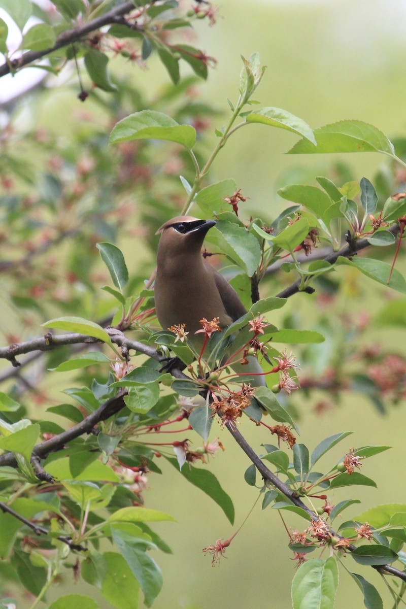 Cedar Waxwing - Oliver Lindhiem