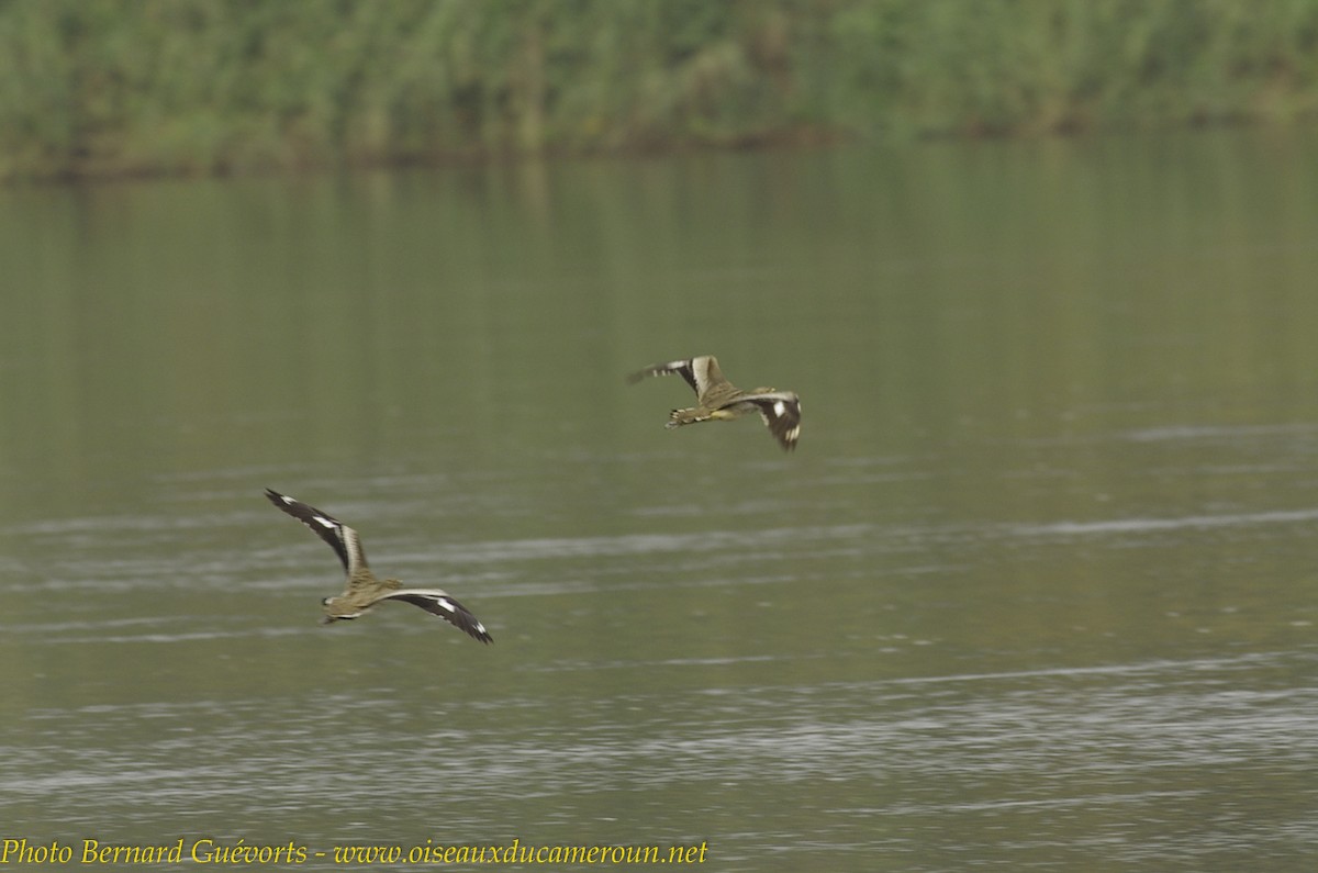 Senegal Thick-knee - Bernard Guevorts