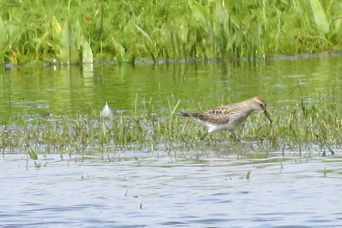 White-rumped Sandpiper - ML237815971