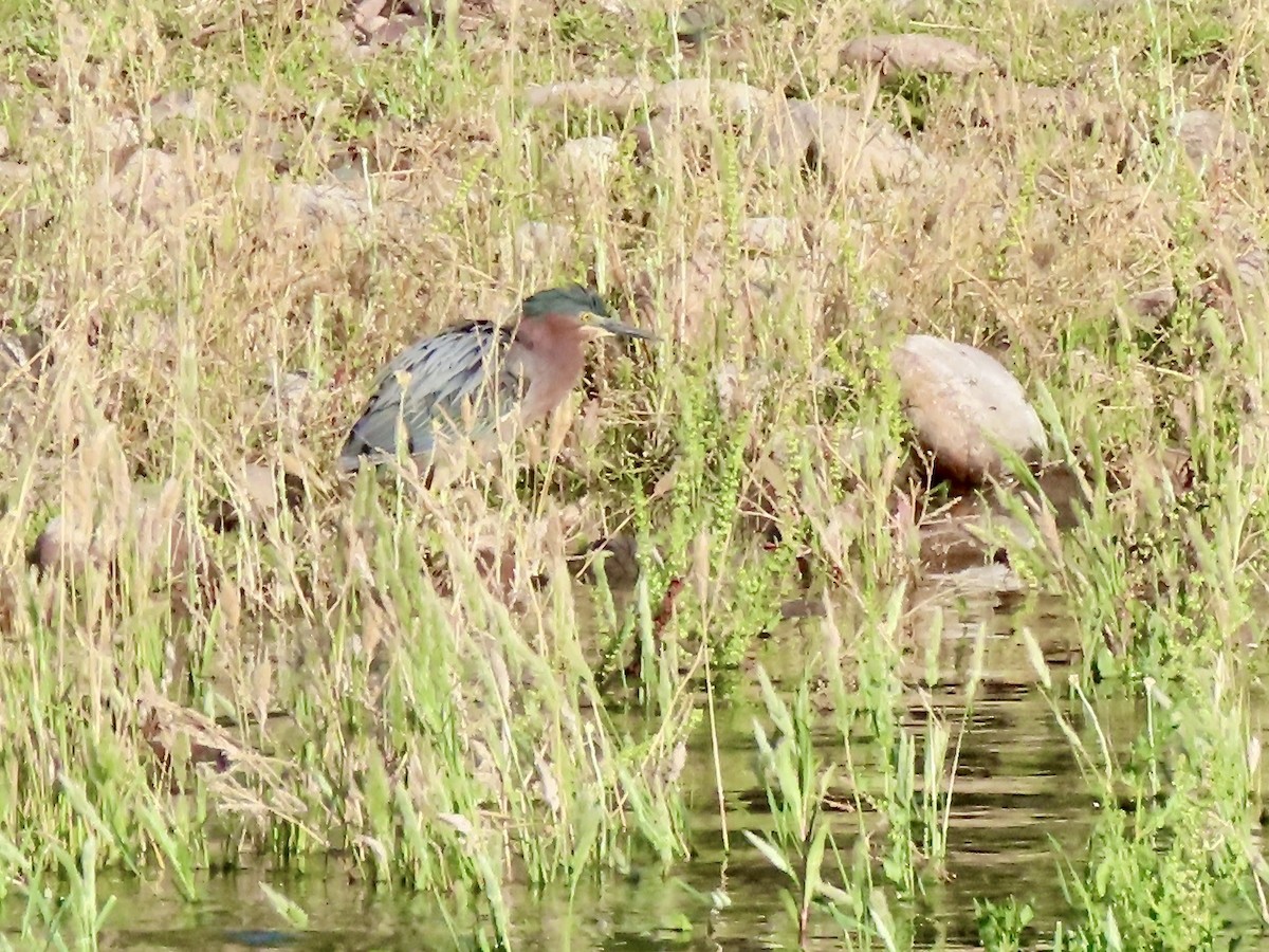 Green Heron - Babs Buck