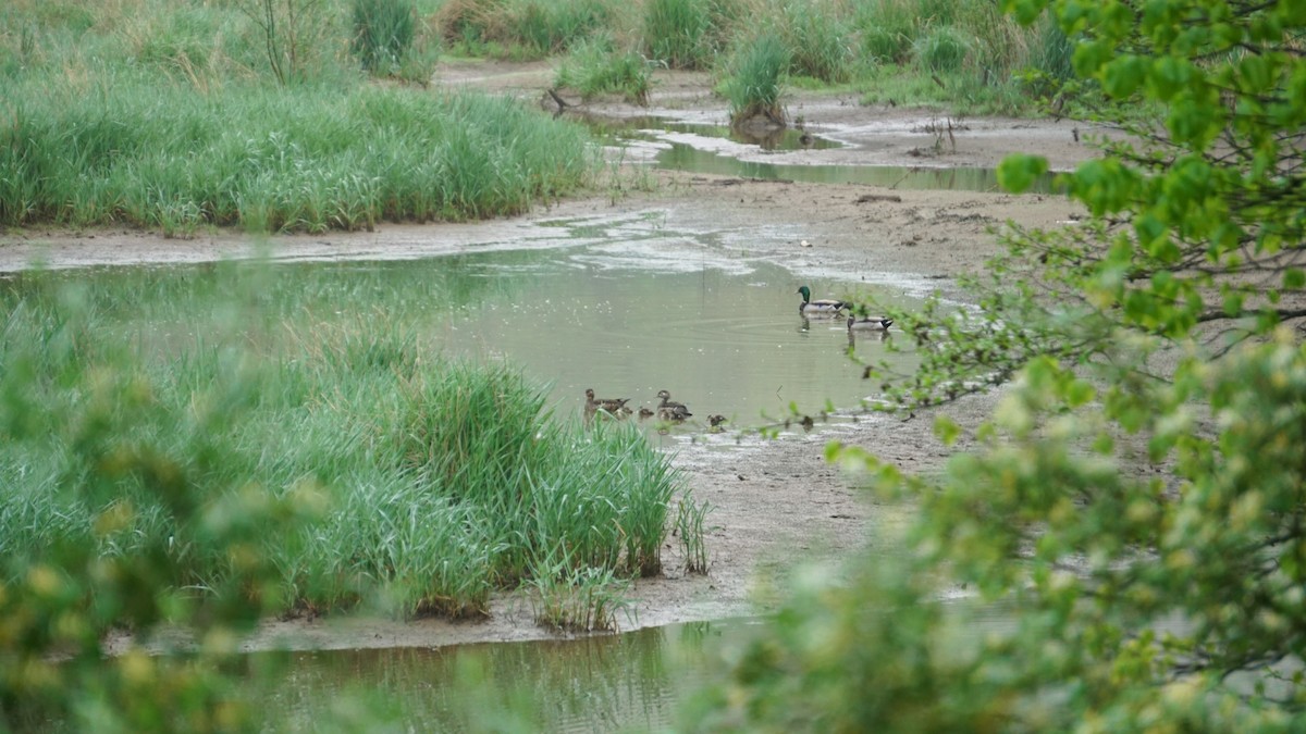 Wood Duck - ML237818351