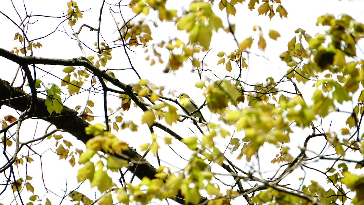 Yellow-throated Vireo - ML237818561