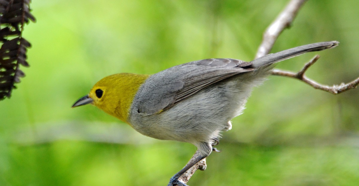 Yellow-headed Warbler - Michael J Good