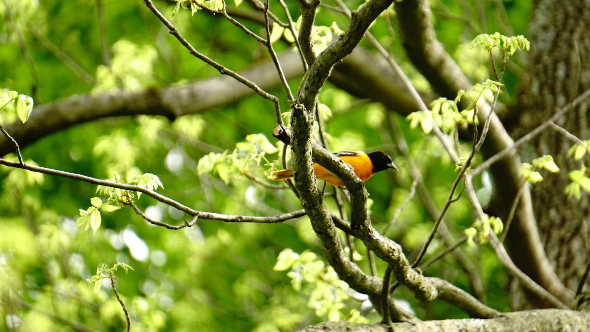 Baltimore Oriole - ML237820671