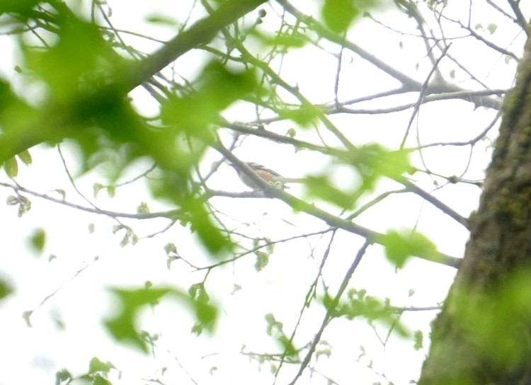 Bay-breasted Warbler - ML237820911