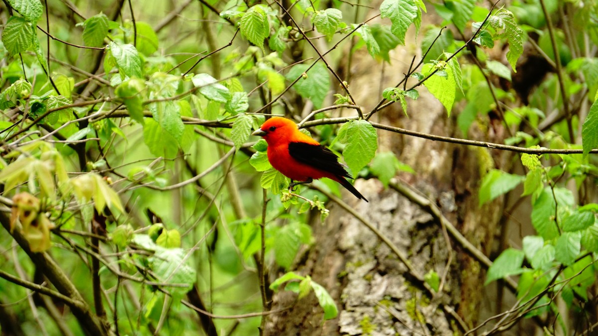 Scarlet Tanager - ML237821141