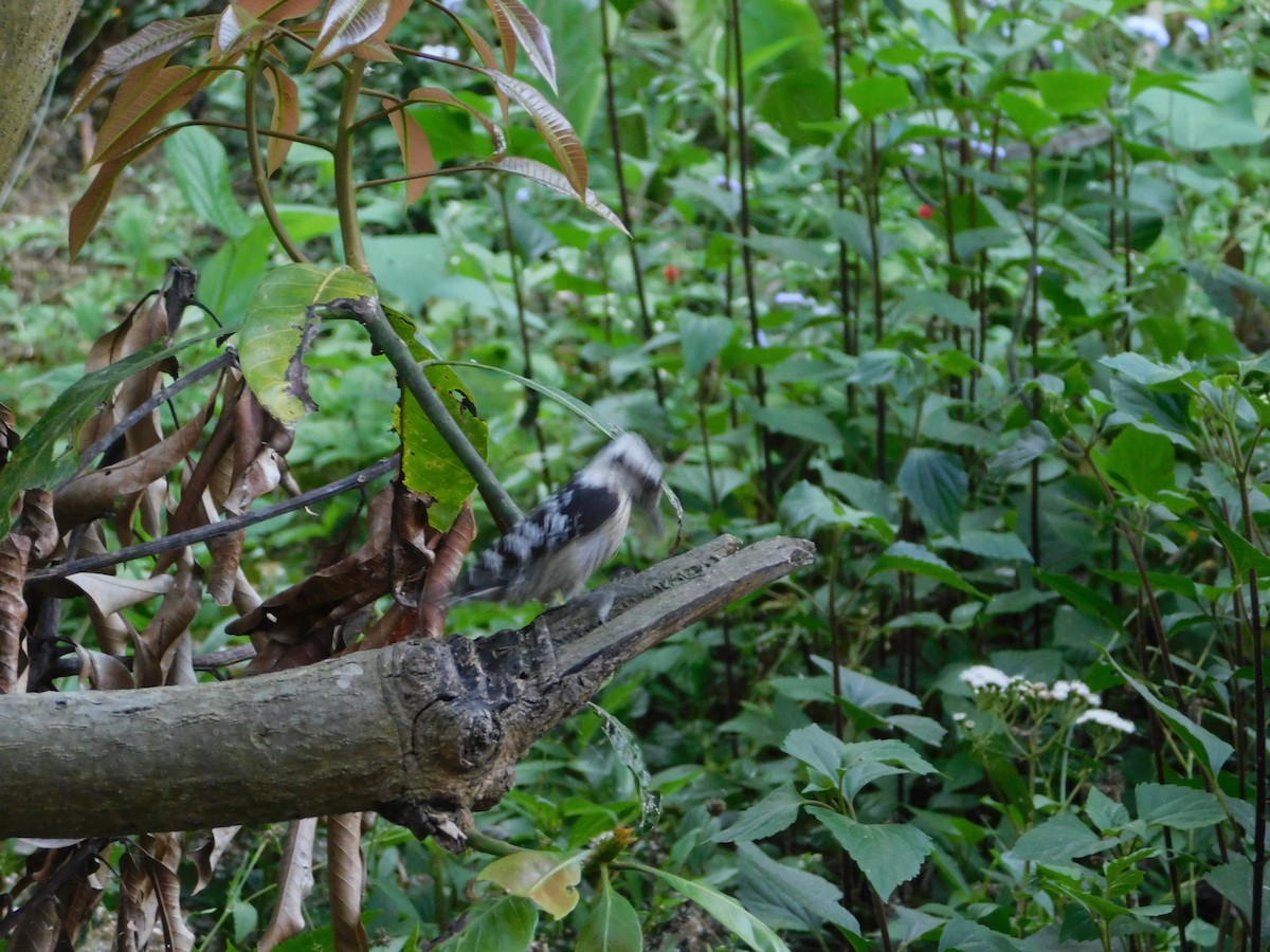 Gray-capped Pygmy Woodpecker - ML237822391