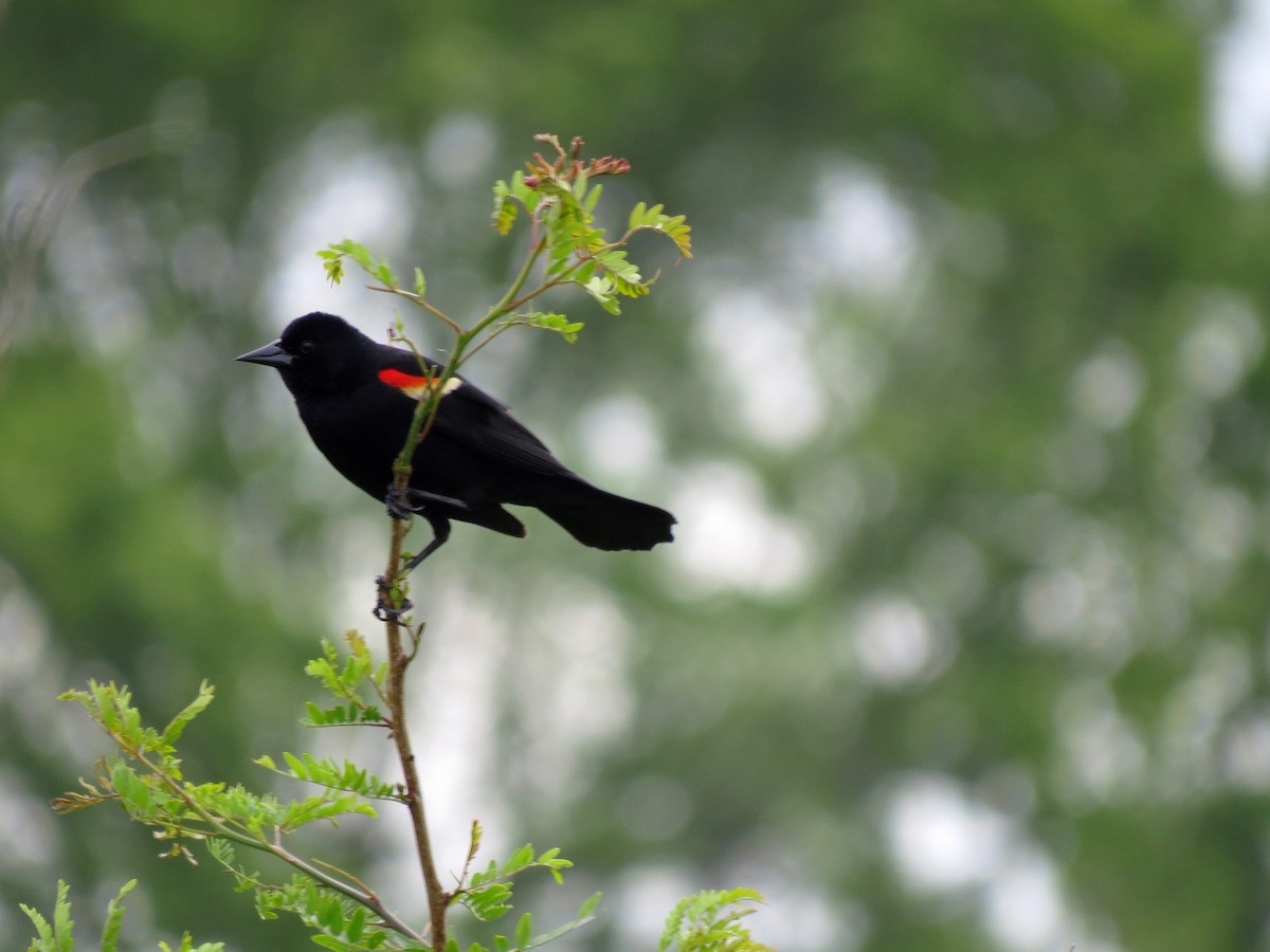 Red-winged Blackbird - ML237822841