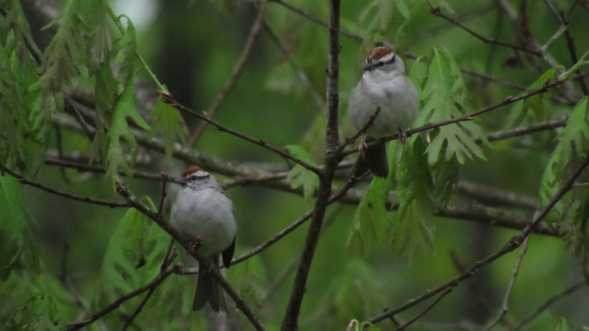 Chipping Sparrow - Anonymous