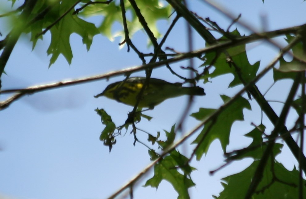 Magnolia Warbler - ML237823941